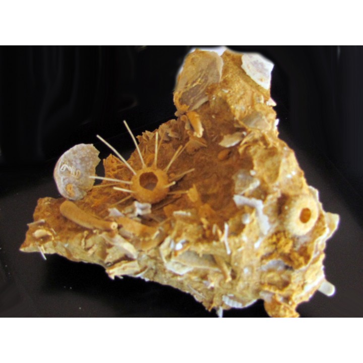 oursin Polydiadema superbum (3)