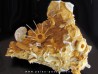 oursin Polydiadema superbum (3)