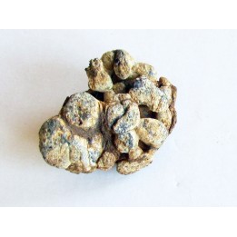METEORITE pallasite SERICHO (1)
