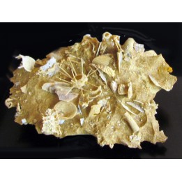 oursin Polydiadema superbum (4)
