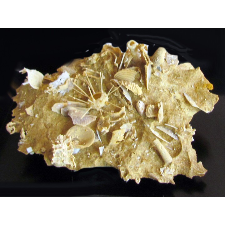 oursin Polydiadema superbum (4)