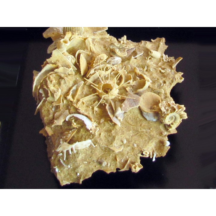 oursin Polydiadema superbum (4)