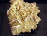 oursin Polydiadema superbum (4)