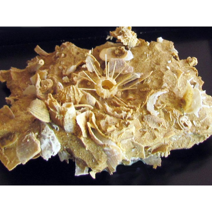 oursin Polydiadema superbum (4)