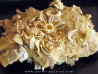 oursin Polydiadema superbum (4)