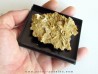oursin Polydiadema superbum (4)