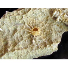 urchin Polydiadema superbum (5)