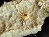 oursin Polydiadema superbum (5)