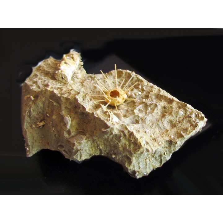 oursin Polydiadema superbum (5)