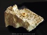 oursin Polydiadema superbum (5)