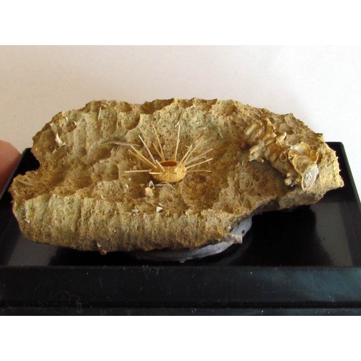 oursin Polydiadema superbum (5)