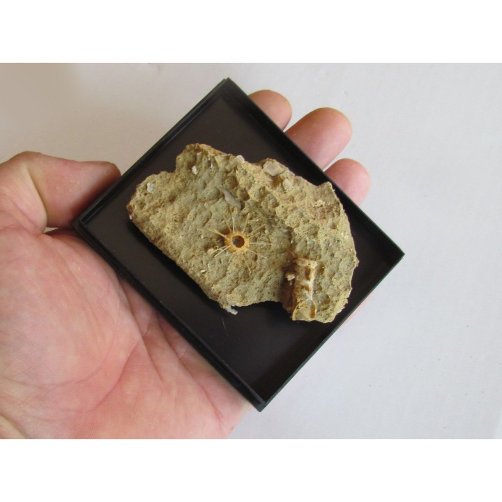 oursin Polydiadema superbum (5)