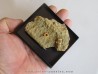 oursin Polydiadema superbum (5)