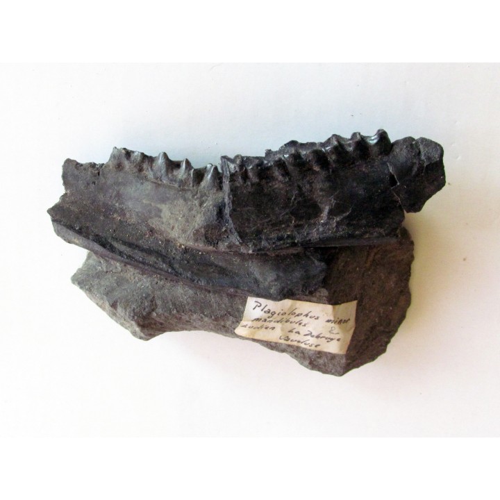 plagiolophus minor (1)