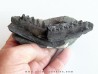 plagiolophus minor (1)