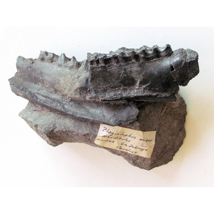 plagiolophus minor (1)