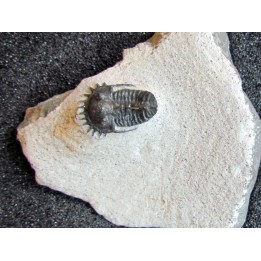 otarionella Ikomalii (1)