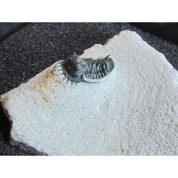 otarionella Ikomalii (1)