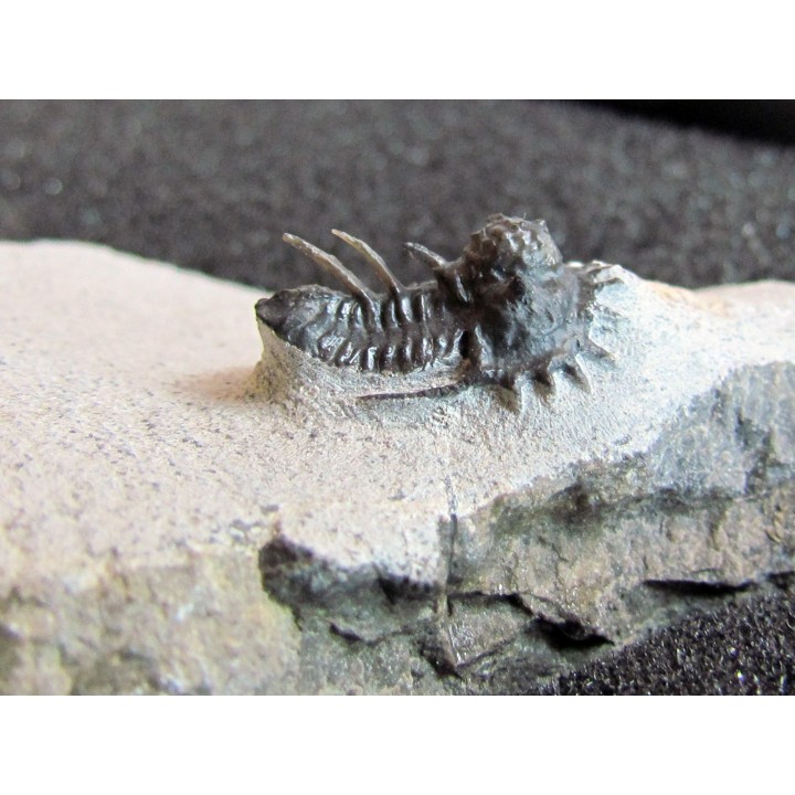 otarionella Ikomalii (1)