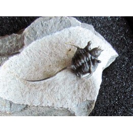 cyphaspis eximia