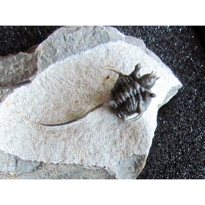 cyphaspis eximia