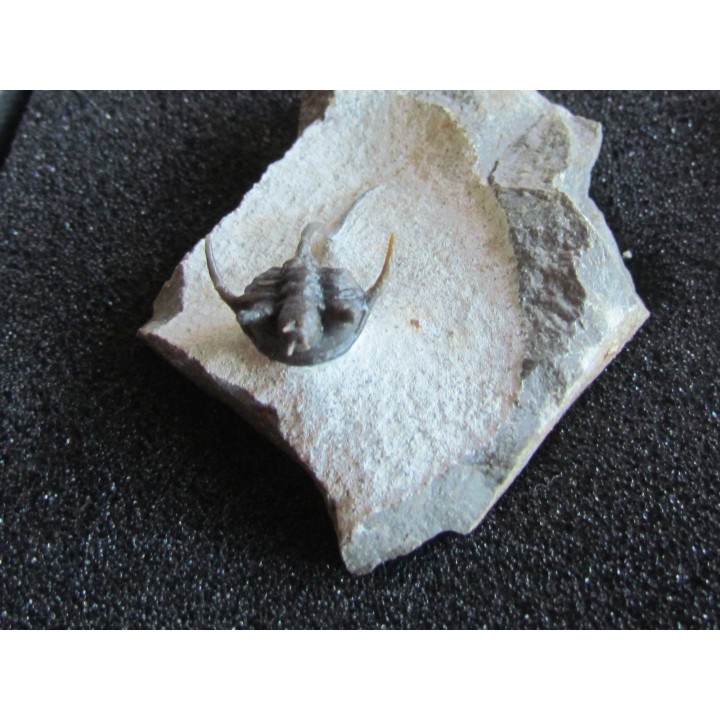 cyphaspis eximia