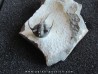 cyphaspis eximia
