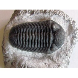 BARRANDEOPS ovatus (1)