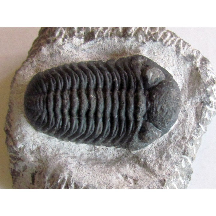 BARRANDEOPS ovatus (1)