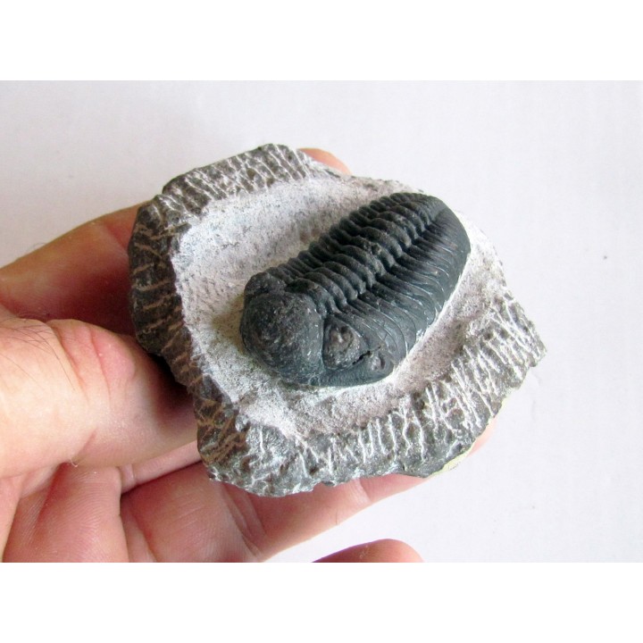 BARRANDEOPS ovatus (1)