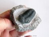 BARRANDEOPS ovatus (1)