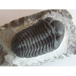 BARRANDEOPS ovatus (3)