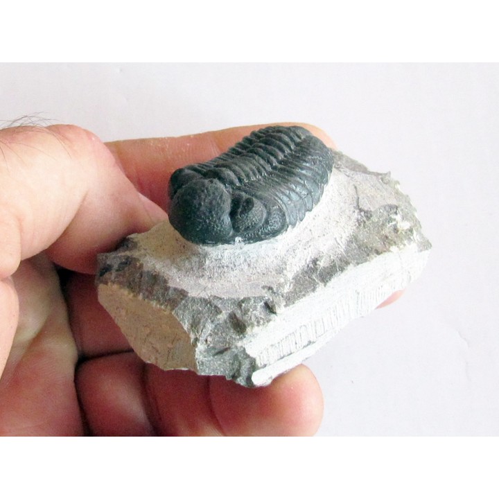 BARRANDEOPS ovatus (3)