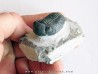 BARRANDEOPS ovatus (3)