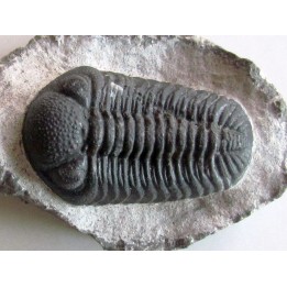 BARRANDEOPS ovatus (4)