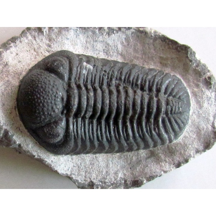 BARRANDEOPS ovatus (4)