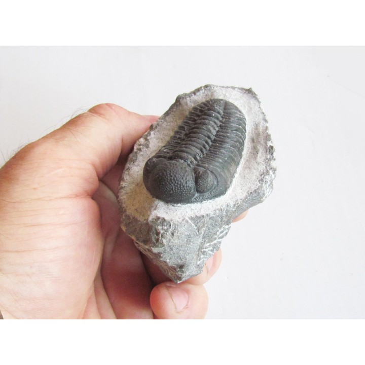 BARRANDEOPS ovatus (4)