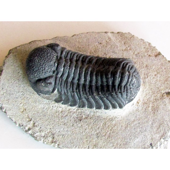 BARRANDEOPS ovatus (5)