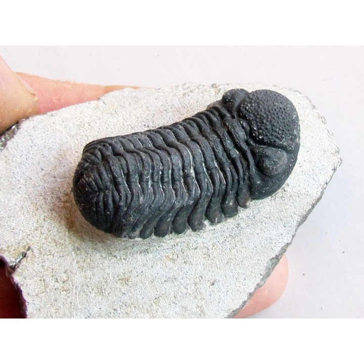 BARRANDEOPS ovatus (5)
