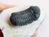 BARRANDEOPS ovatus (5)