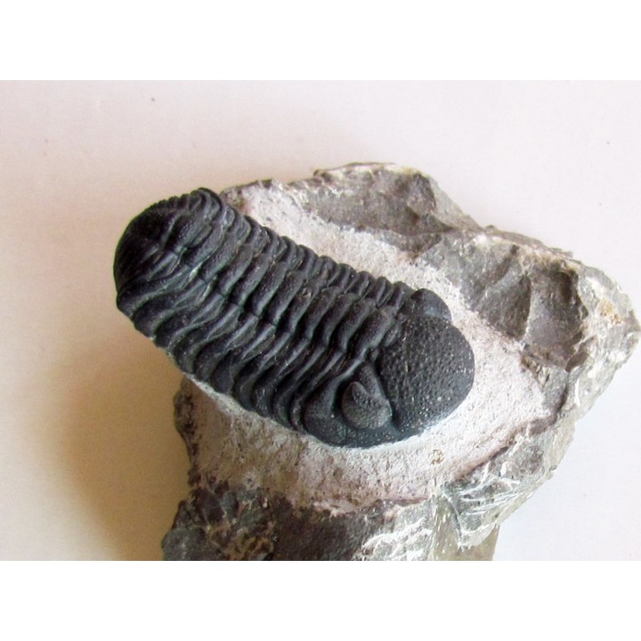 BARRANDEOPS ovatus (7)