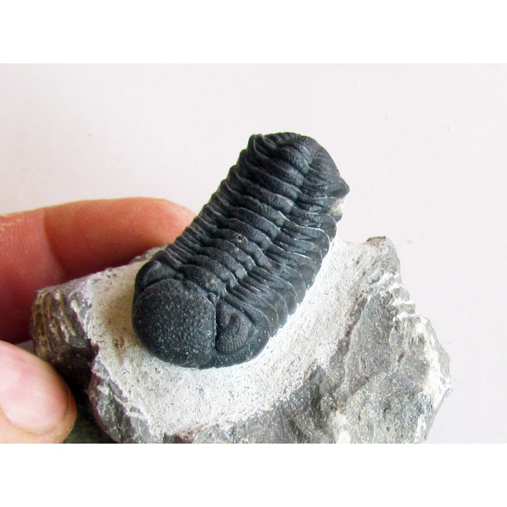 BARRANDEOPS ovatus (7)