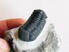 BARRANDEOPS ovatus (7)