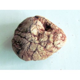coprolithe - cretacé - kem-kem - MAROC (3)