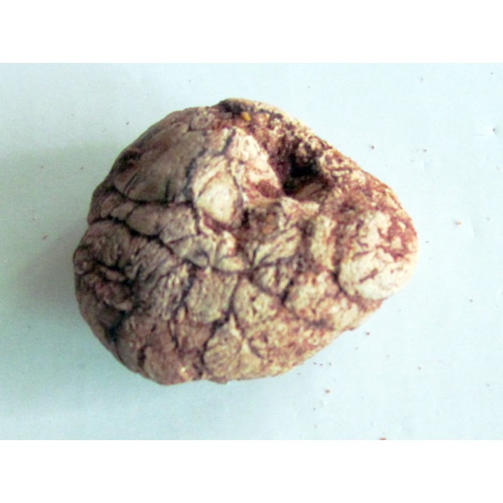 coprolith - cretaceous - kem-kem - MOROCCO (3)