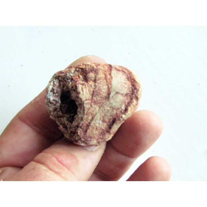coprolith - cretaceous - kem-kem - MOROCCO (3)