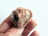 coprolith - cretaceous - kem-kem - MOROCCO (3)