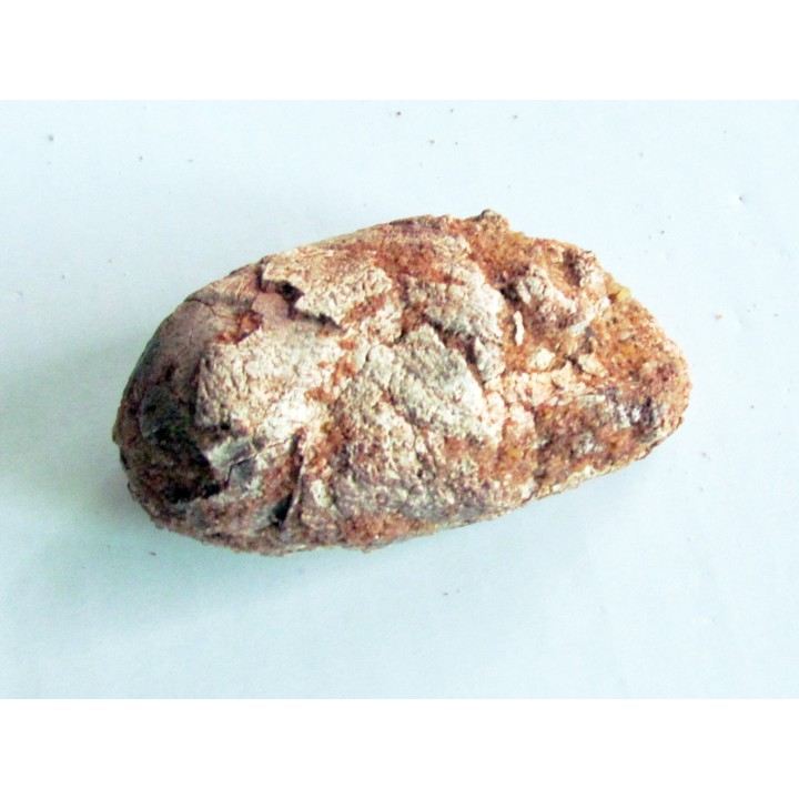coprolith - cretaceous - kem-kem - MOROCCO (5)