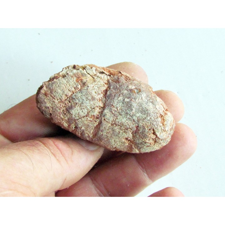 coprolithe - cretacé - kem-kem - MAROC (5)