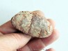 coprolithe - cretacé - kem-kem - MAROC (5)